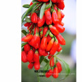 hot sell fresh goji berry full with vitamin